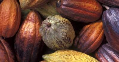 Подарок богов. Археологи обнаружили священные рощи какао, которые выращивали майя