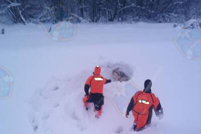 Спасатели вызволили провалившуюся под лед собаку в Тосненском районе