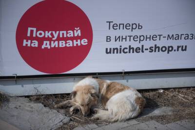 В Астрахани стая бездомных собак напала на ребенка