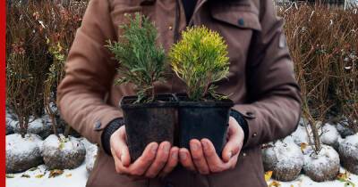 Зимняя идея: как высаживать деревья на приусадебном участке