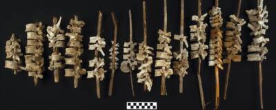 Индейцы из долины Чинча нанизали позвонки из разграбленных могил на стебли тростника