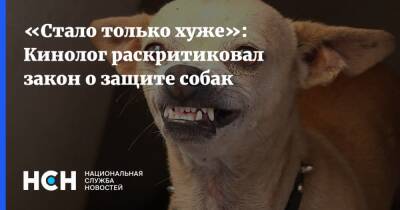 Владимир Бурматов - «Стало только хуже»: Кинолог раскритиковал закон о защите собак - nsn.fm - Россия - Швеция - Новая Зеландия