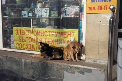 Саратовская инициатива: агрессивная собака должна оставаться в приюте