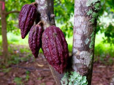Древние майя выращивали священные деревья какао в карстовых воронках