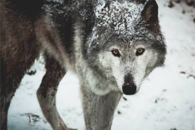Охотники застрелили 11 волков в Ленобласти за неделю