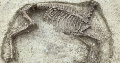 Ученые нашли таинственный скелет лошади без головы в захоронении раннего Средневековья