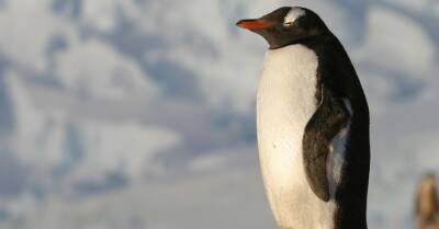 Украинские полярники показали, как пингвины быстро выпрыгивают из воды на берег