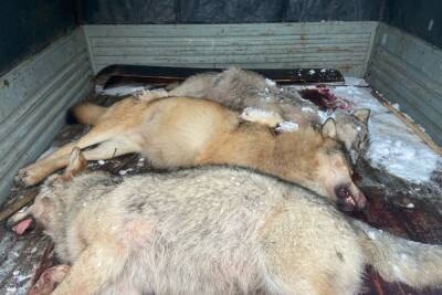 Волка весом 50 кг застрелили в Псковской области