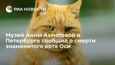 Анна Ахматова - Музей Анны Ахматовой в Петербурге сообщил о смерти своего талисмана знаменитого кота Оси - ria.ru - Санкт-Петербург - Санкт-Петербург