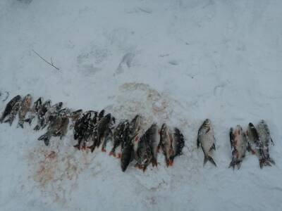 В Мелекесском районе поймали браконьера. Мужчина незаконно ловил рыбу сетями