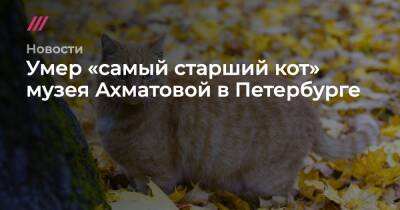 Умер «самый старший кот» музея Ахматовой в Петербурге