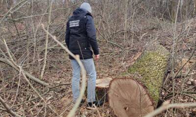 В Винницкой области «черные лесорубы» уничтожили деревьев на миллион гривен