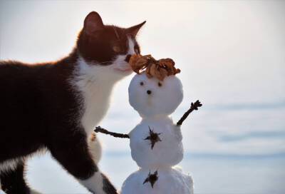 В Петербурге коту не понравилось качество уборки снега во дворе
