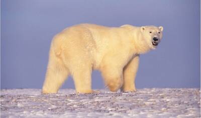 WWF России просит помощи из-за белых медведей в Арктике