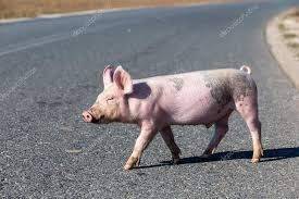 На Тернопольщине в результате ДТП по дороге гуляли свиньи