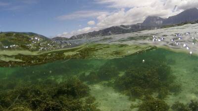 Учёные: кораллы обречены, даже если цели климатических соглашений будут достигнуты