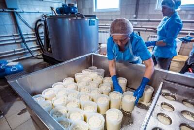 Эмбарго на поставки зарубежной продукции помогло бизнесу российских сыроделов