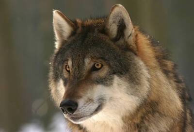 Охотники в Ленобласти застрелили 11 волков за неделю