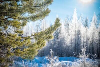 Снег и мороз до 38 градусов ожидаются в Забайкалье 20 февраля