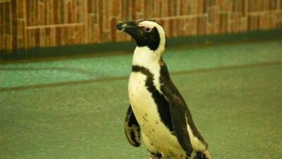 В Московском зоопарке завелся пингвин-шпион
