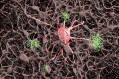Найден способ восстановления нервных клеток