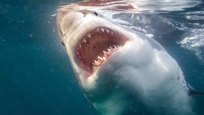 Четырехметровая белая акула растерзала британца в Сиднее