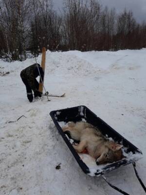 В Сысольском районе волк наблюдал, как охотники увозят мертвую волчицу