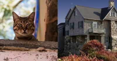 Хозяин раскрыл тайны старого дома благодаря необычному поведению кота