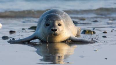 Едва не загрызли: на Сахалине рыбаки спасли тюлененка от собак