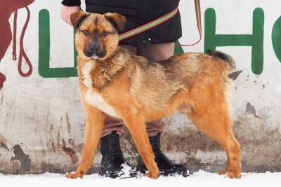 Помочь с покупкой поводков для бездомных собак просят псковские зоозащитники