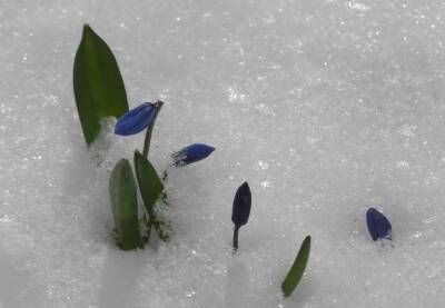 Грядет аномальное потепление: украинцев предупредили о ранней весне и коварных происках зимы в марте