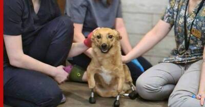 Сергей Горшков - Новосибирские ветеринары установили бездомной собаке протезы на все 4 лапы - profile.ru - Россия - Новосибирск - Лондон