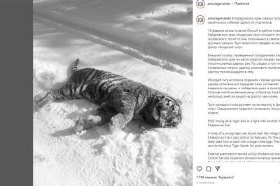 У населенного пункта Хабаровского края нашли погибшего амурского тигра