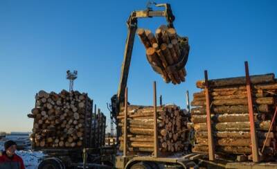 Таможня выявила контрабанду более 190 кубометров леса в Приморье