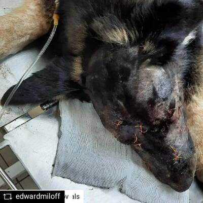 В Челябинской области живодеры расстреляли собаку, сняв процесс на видео