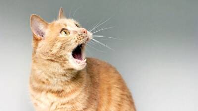 Молчание котят: зоозащитники и юристы объяснили опасность ошейников с электрошоком