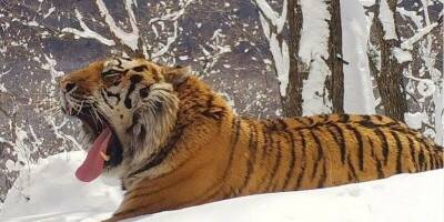 В Хабаровском крае молодой амурский тигр погиб в схватке с более крупным самцом