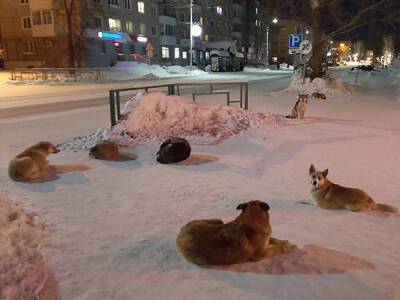 В Североуральске начинают отлавливать бродячих собак