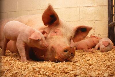 В Астраханской области зафиксирована вспышка африканской чумы свиней