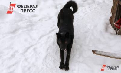 На Среднем Урале собаки искусали игравшего в котельной мальчика