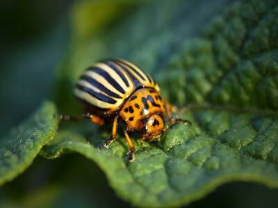 Значительное генетическое разнообразие помогает колорадскому жуку преодолевать все трудности