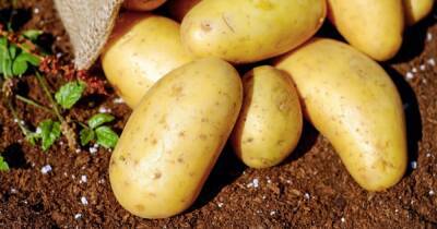 Ядовитые клубни стали едой королей: как картошка покорила мир