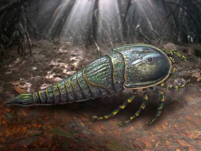 Самый молодой ракоскорпион найден палеонтологами в Австралии