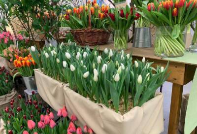 В Ботаническом саду Петербурга открылась весенняя выставка цветов