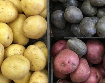 Российские ученые создали нецветущий и устойчивый к заболеваниям картофель