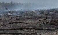 В Аргентине пожар уничтожил 800 тысяч гектаров леса: остановить пламя не удается