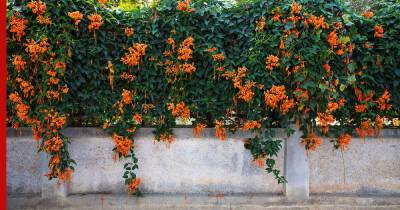 Чем замаскировать неприглядный забор на даче: 5 красивых, но простых в уходе растений
