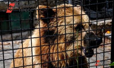 Зоопарк Челябинска не планирует покупать новых животных