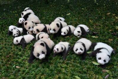 Власти США хотят лишить Китай монополии на разведение панд