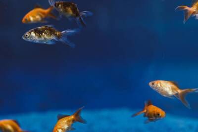 Рыбки-губаны прошли зеркальный тест, доказав, что у них есть самосознание